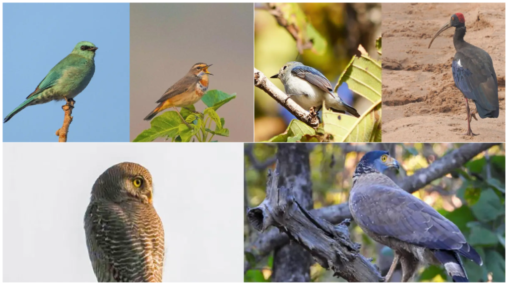 प्रकृति और कला का अद्भुत संगम: चिंगरा पगार में पत्थरों पर उकेरी गई जंगल की दुनिया, कोरिया में दुर्लभ पक्षियों के बसेरे की झलक 4 प्रकृति और कला का अद्भुत संगम: चिंगरा पगार में पत्थरों पर उकेरी गई जंगल की दुनिया, कोरिया में दुर्लभ पक्षियों के बसेरे की झलक