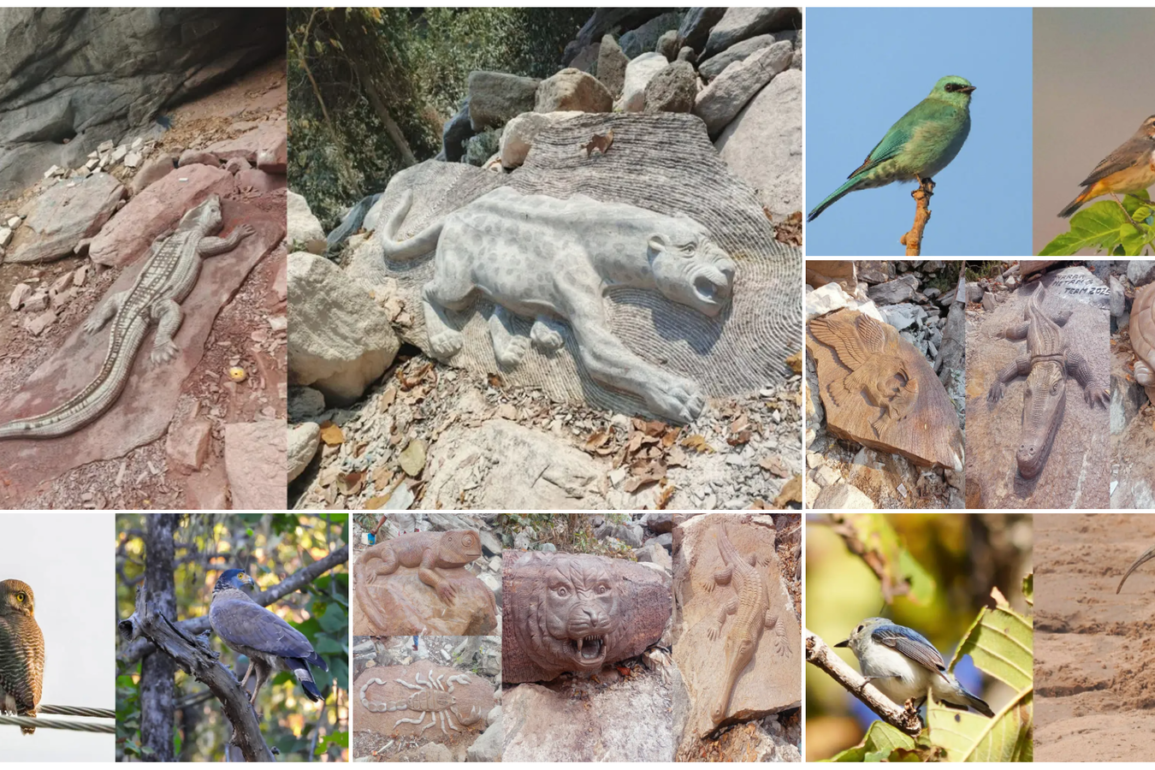 प्रकृति और कला का अद्भुत संगम: चिंगरा पगार में पत्थरों पर उकेरी गई जंगल की दुनिया, कोरिया में दुर्लभ पक्षियों के बसेरे की झलक