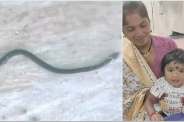 ब्रेकिंग न्यूज़: बस्तर की नन्ही शेरनी – 9 महीने की बच्ची ने खेल-खेल में मार डाला जहरीला करैत सांप