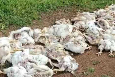 तेंदुए ने पोल्ट्री फार्म पर किया हमला, 160 मुर्गियों की मौत; ग्रामीणों में दहशत का माहौल