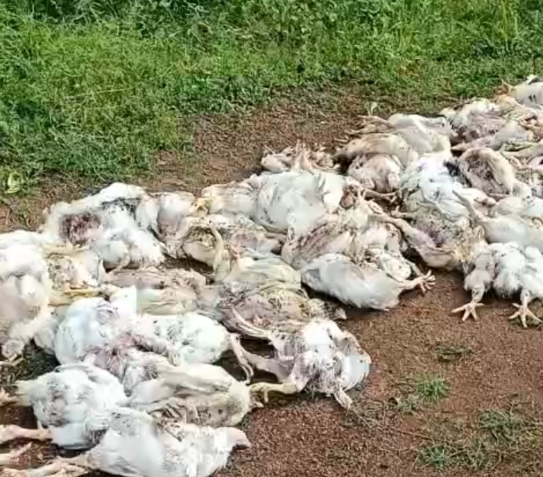 तेंदुए ने पोल्ट्री फार्म पर किया हमला, 160 मुर्गियों की मौत; ग्रामीणों में दहशत का माहौल