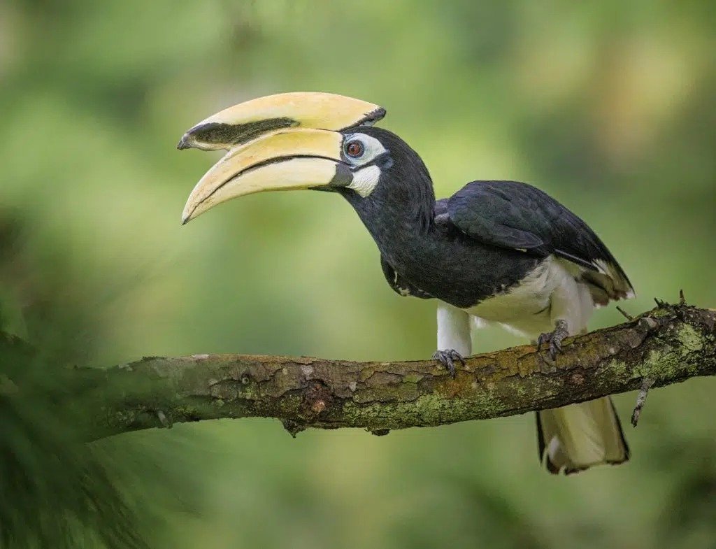 Hornbil