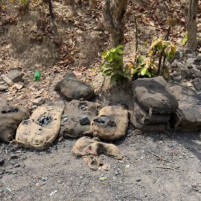 1776519501 c03512c13bcaf5611afb