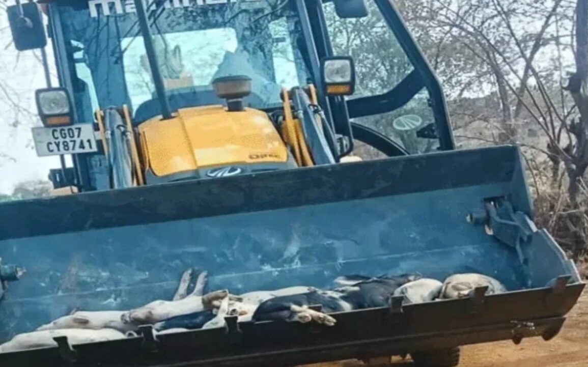 अफ्रीकन स्वाइन फीवर की चपेट में भिलाई, पशुपालकों में चिंता बढ़ी