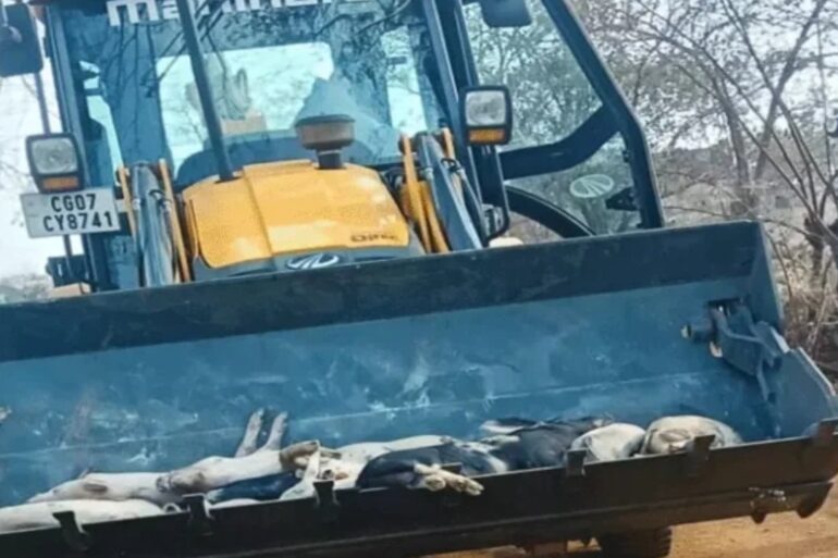 अफ्रीकन स्वाइन फीवर की चपेट में भिलाई, पशुपालकों में चिंता बढ़ी